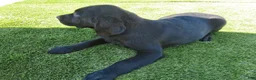 Labrador Retriever dogs for sale: Onxy - Ad 5