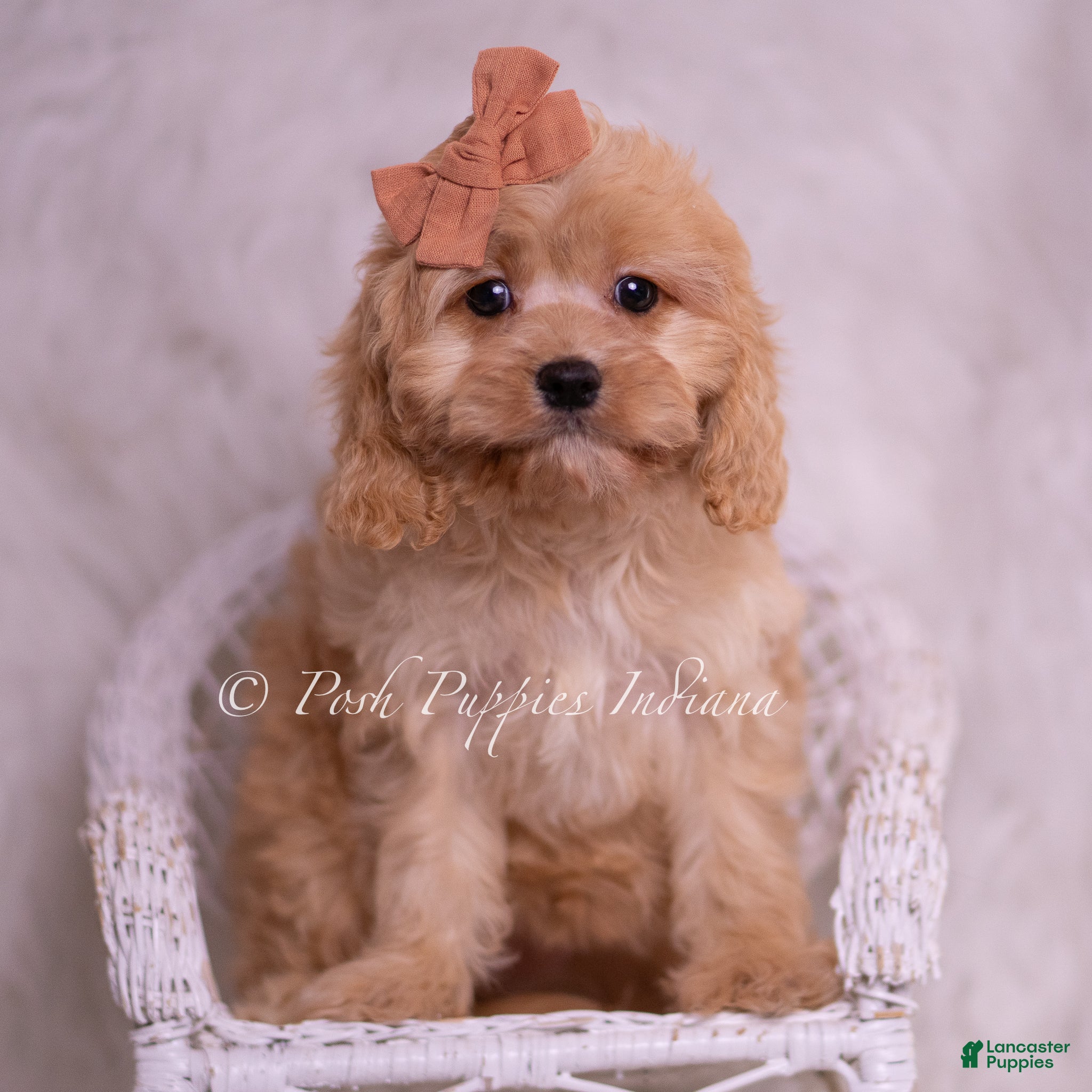 Cavapoo dogs Lexi - Ad 29