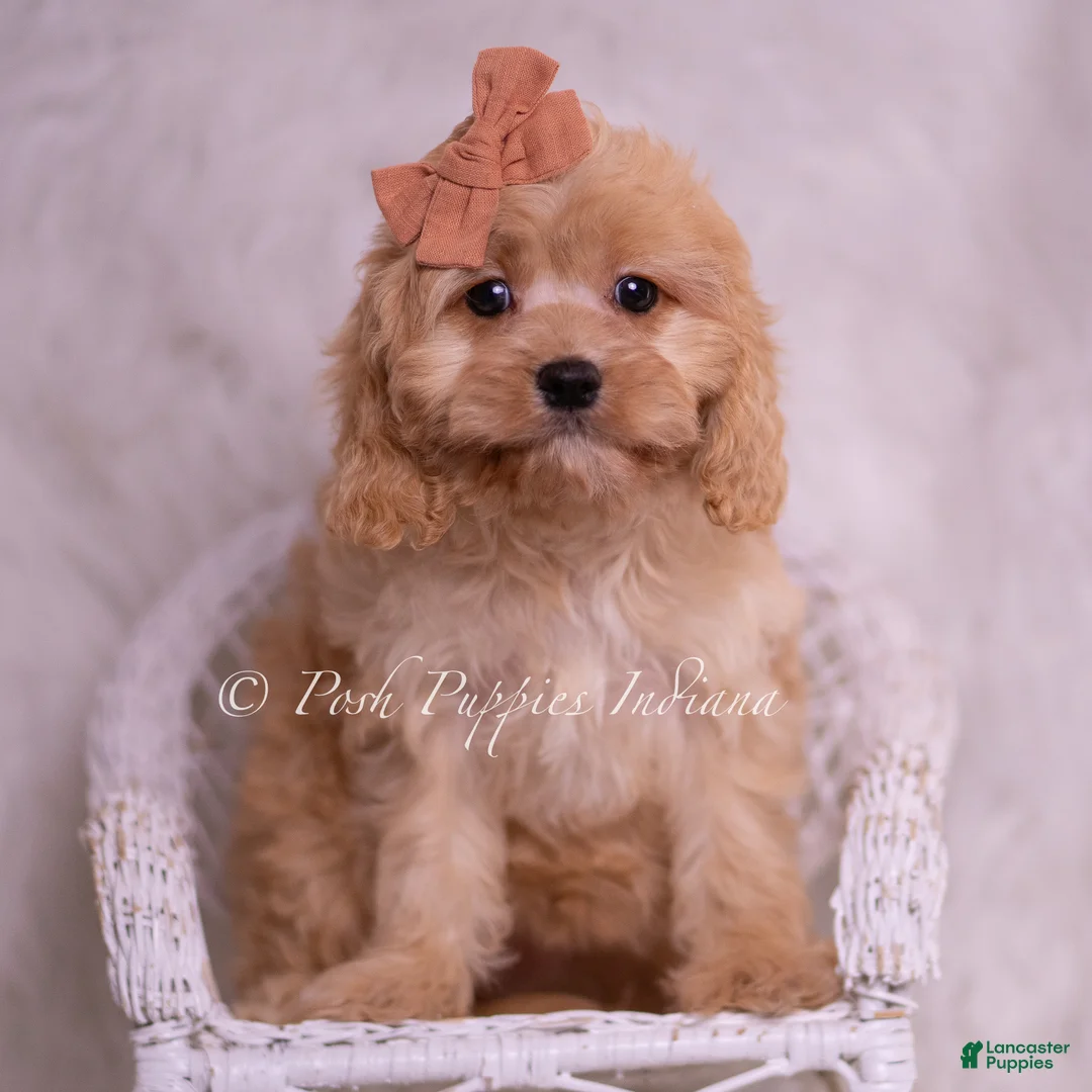 Cavapoo dogs for sale: Lexi - Ad 1