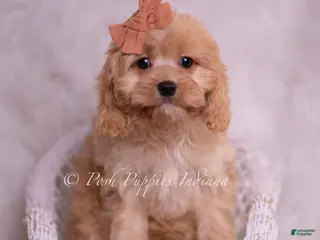 Cavapoo dogs Lexi - Ad 29