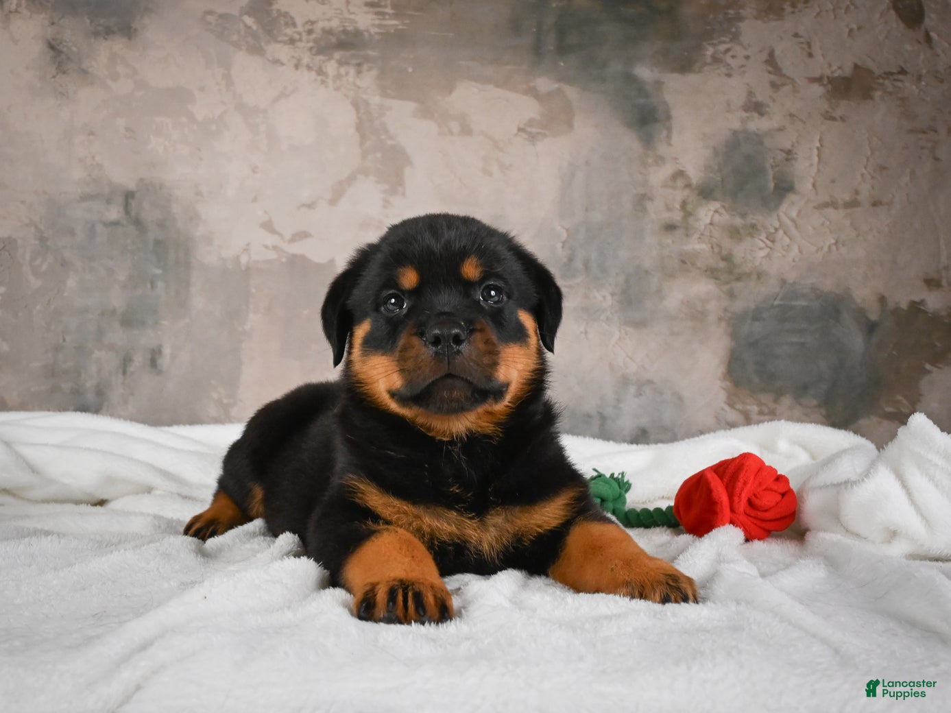 Rottweiler dogs  Sasha 🐾 - Ad 1