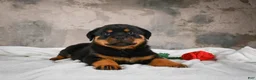 Rottweiler dogs for sale:  Sasha 🐾 - Ad 1