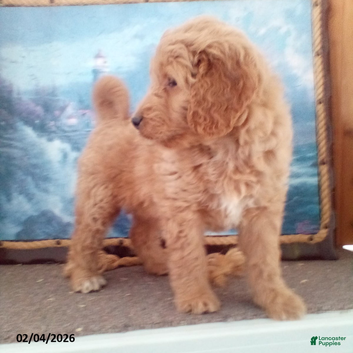 Goldendoodle dogs Paris - Ad 37