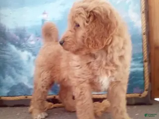 Goldendoodle dogs Paris - Ad 37