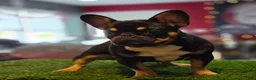 French Bulldog dogs for sale: Armani - Ad 2