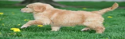Golden Retriever dogs for sale: Max - Ad 12