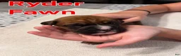 Boxer dogs for sale: Ryder - Ad 2
