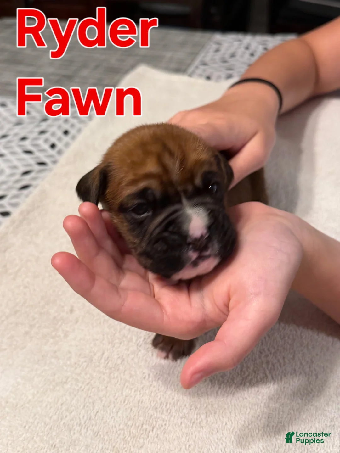 Boxer dogs for sale: Ryder - Ad 2