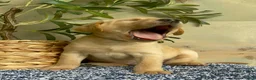 Labrador Retriever dogs for sale: Black - Ad 3