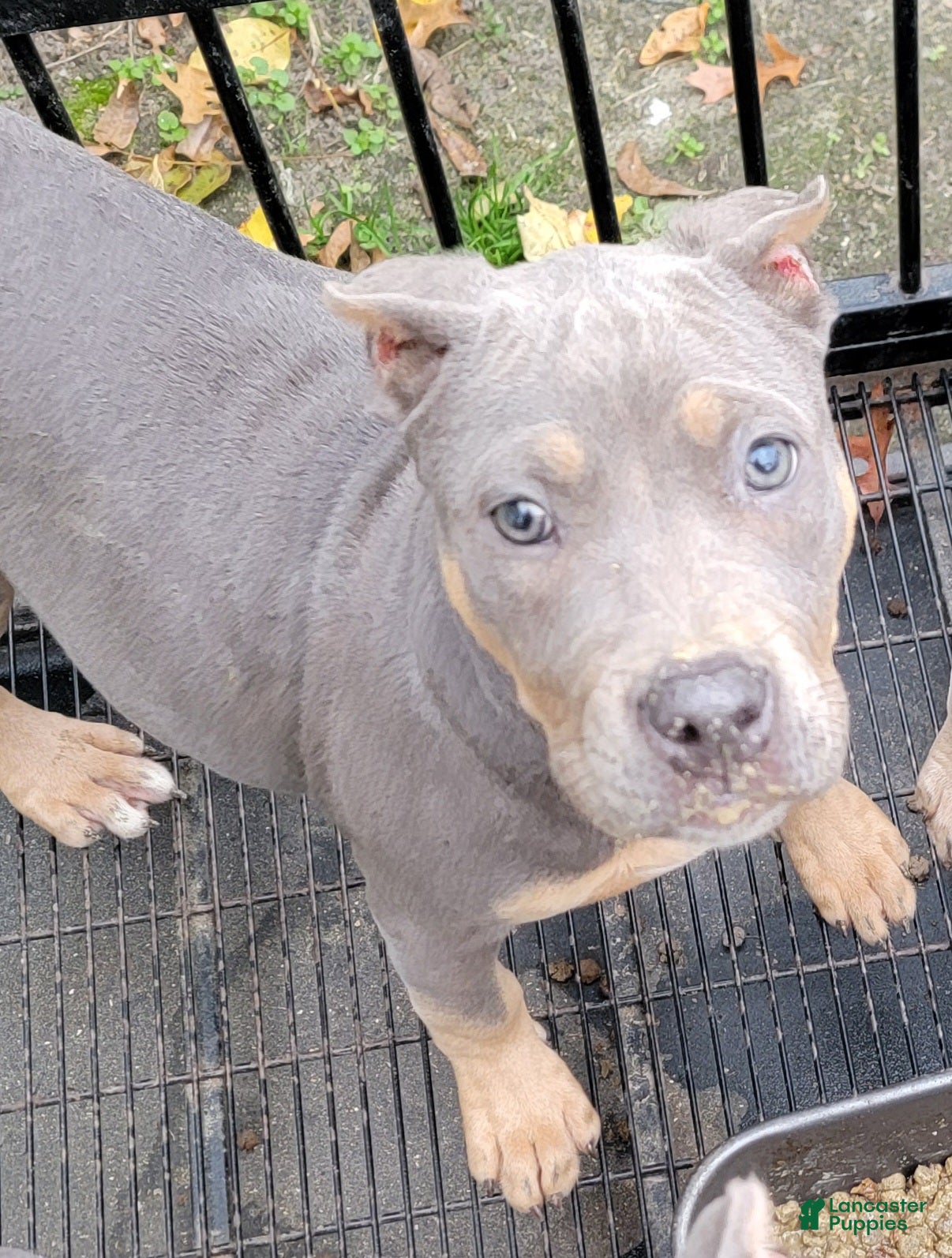 American Bully dogs American Bully Puppy 3 - Ad 22