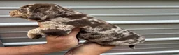 Catahoula Leopard Dog dogs for sale: Chunker aka Reddington “Red” - Ad 6