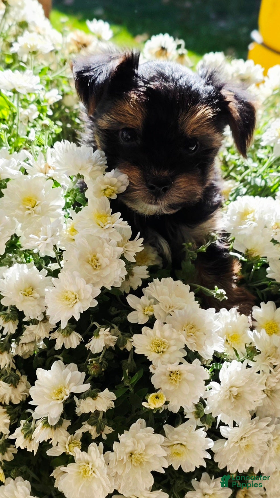 Yorkshire Terrier dogs  Malachi  - Ad 2
