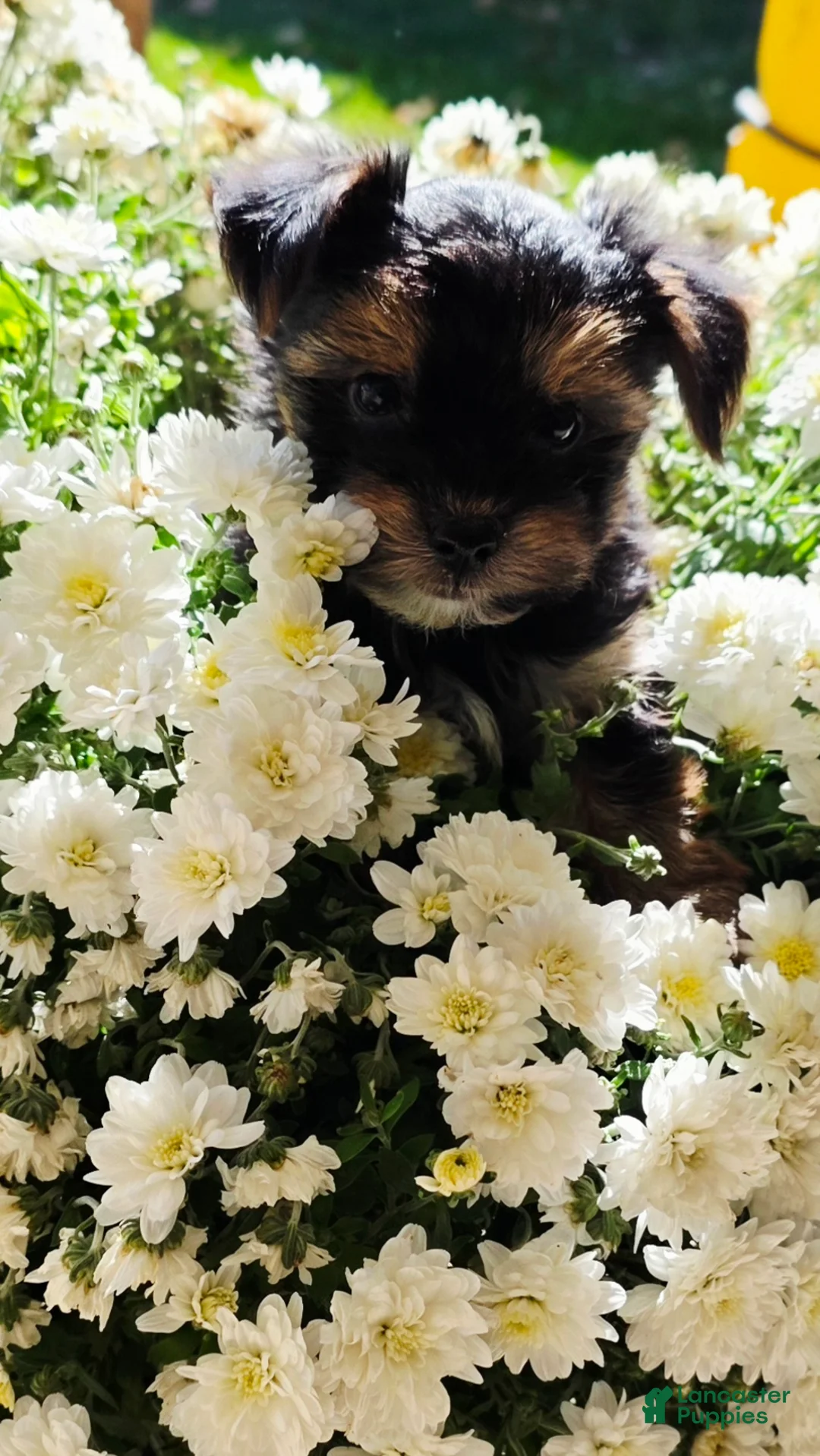 Yorkshire Terrier dogs for sale:  Malachi  - Ad 2