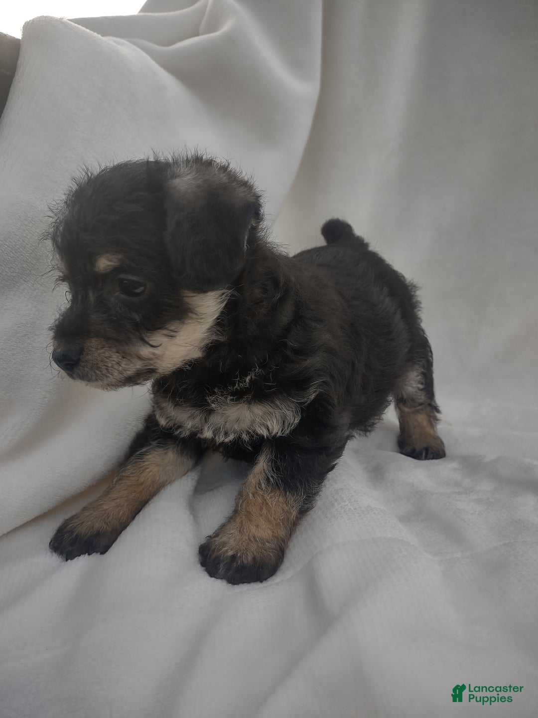 Chipoo dogs for sale: Jordin - Ad 7