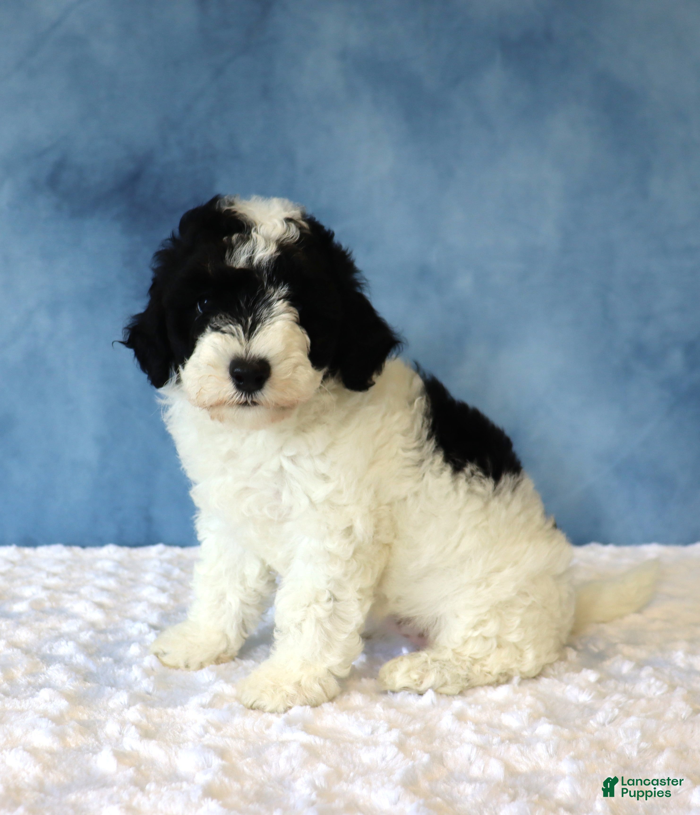 Mixed Breed dogs Bella - Ad 1