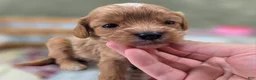 Cavapoo dogs for sale: Miles - Ad 29
