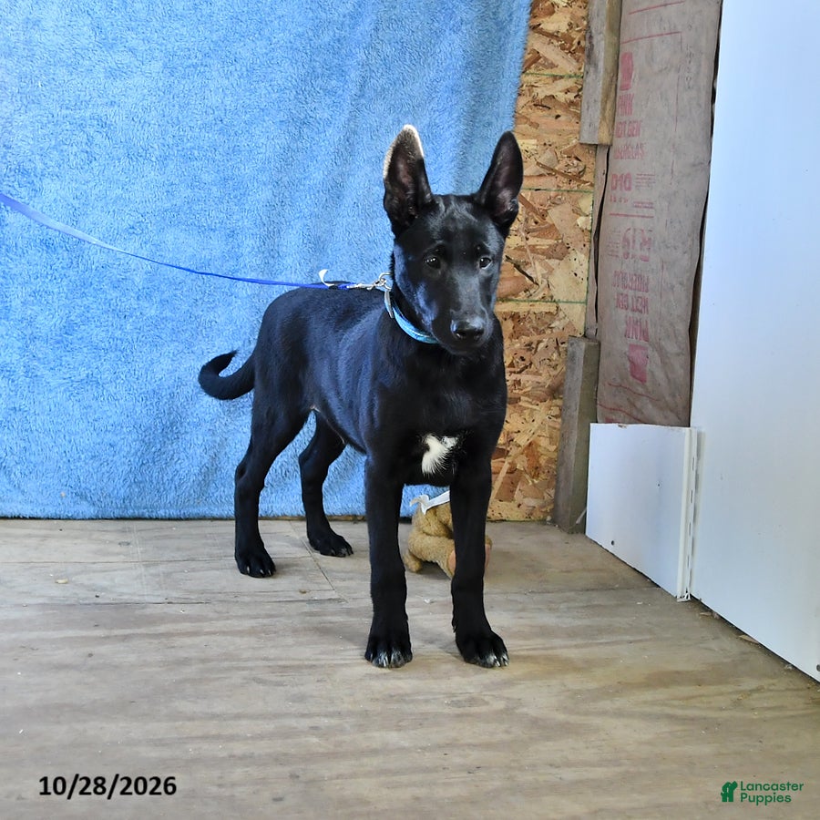 Belgian Malinois dogs for sale: Mooney - Ad 1
