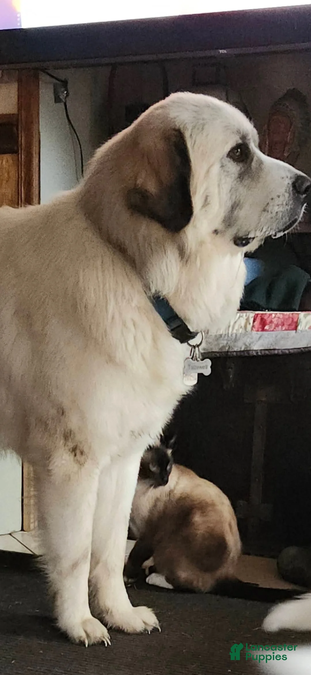 Great Pyrenees dogs for sale: Great Pyrenees Puppy 5 - Ad 6