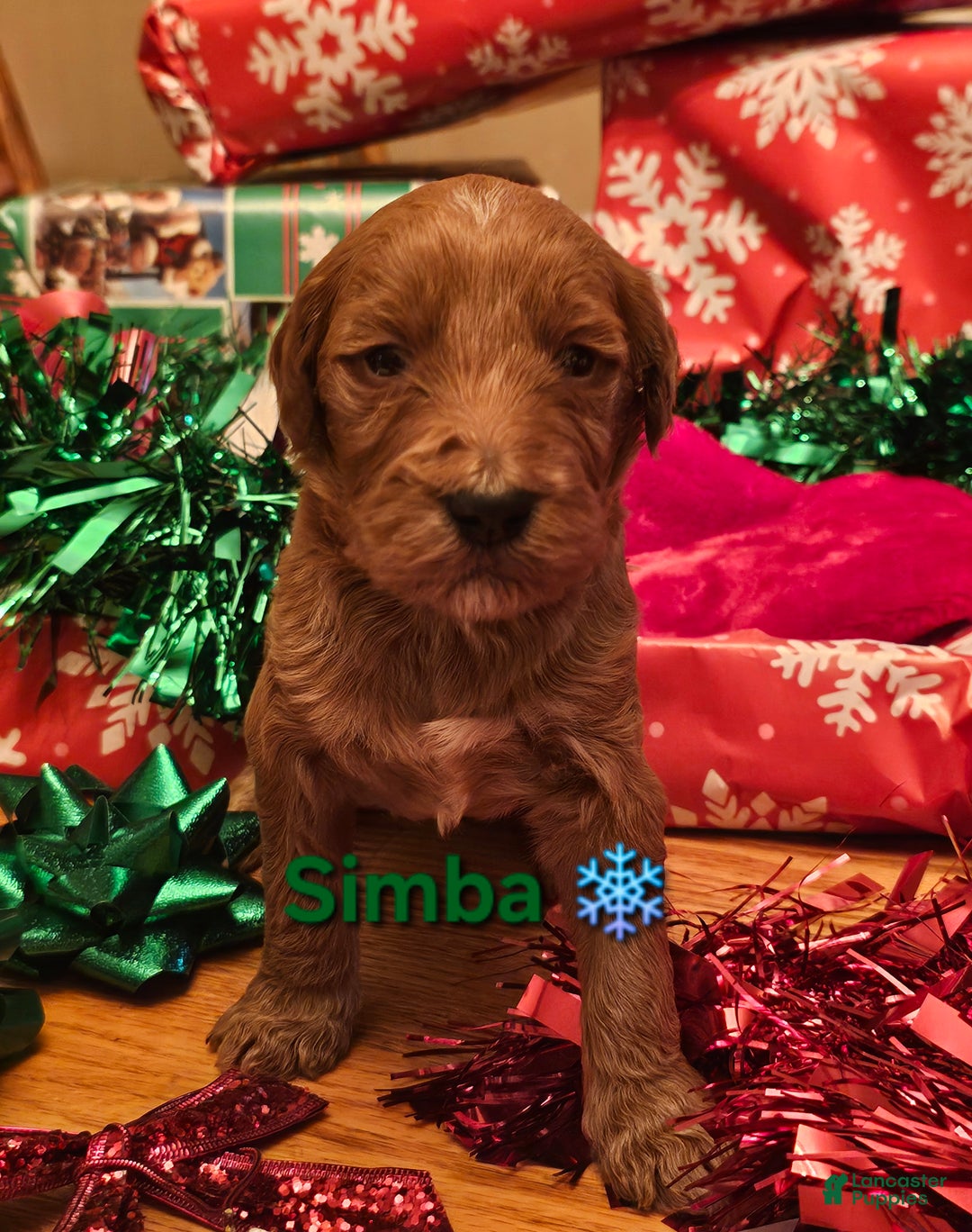 Goldendoodle dogs for sale: Simba - Ad 1