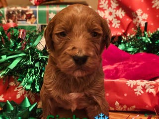 Goldendoodle dogs Simba - Ad 18