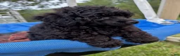 Toy Poodle dogs for sale: Pooh - Ad 5