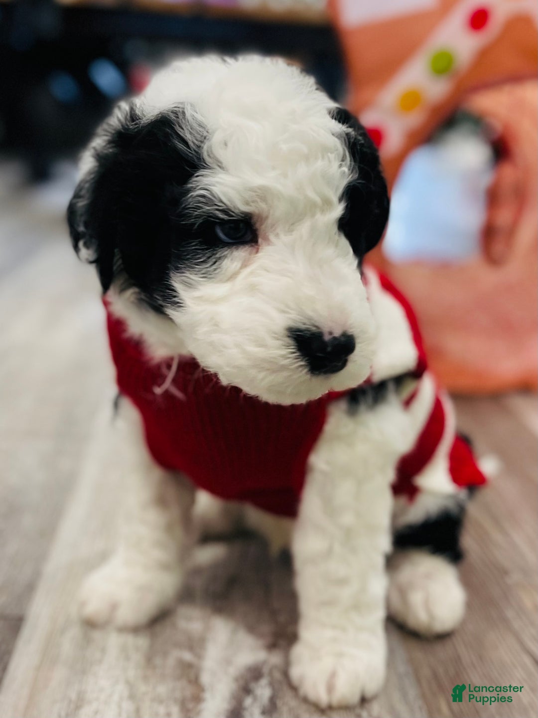 Sheepadoodle dogs for sale: Sheepadoodle Puppy 2 - Ad 10