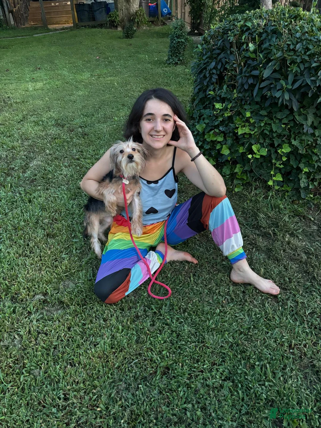 Morkie dogs for sale: Duke - Ad 2