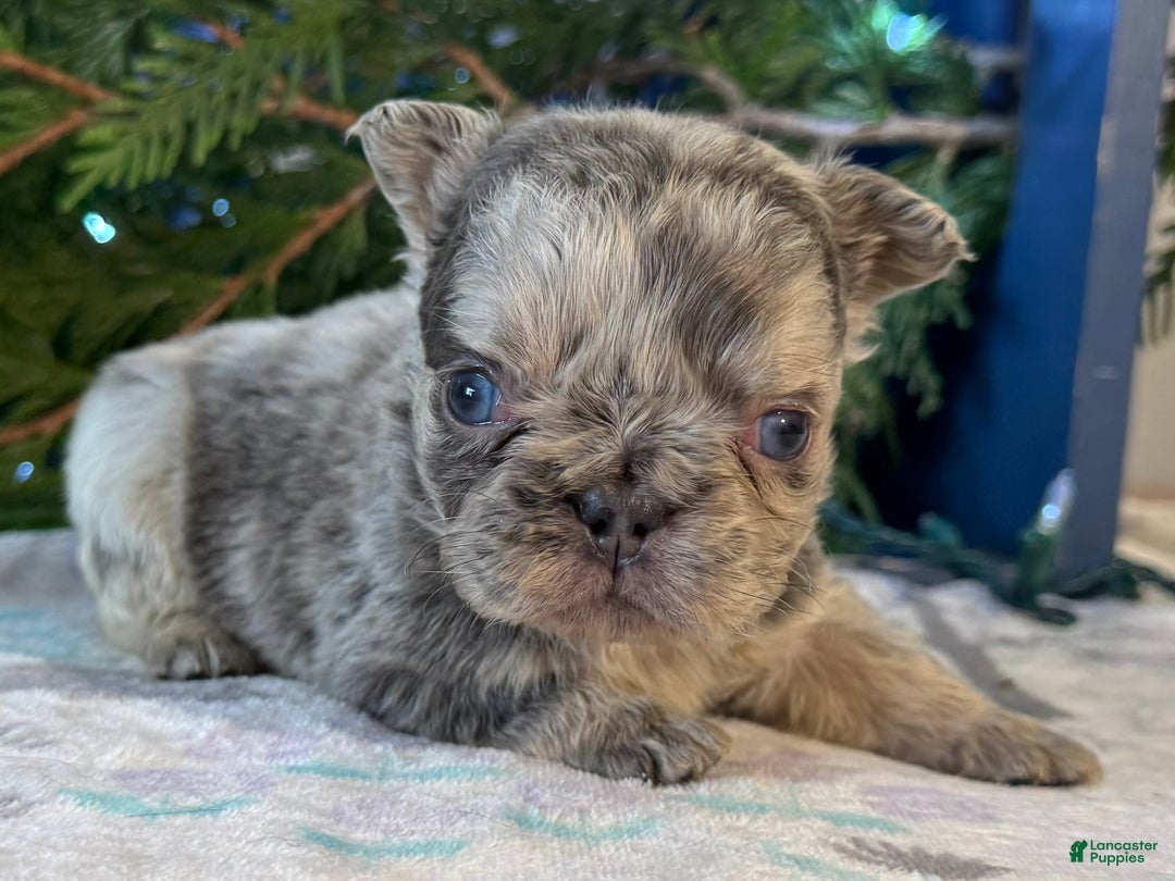 French Bulldog dogs for sale: Daisy - Ad 3