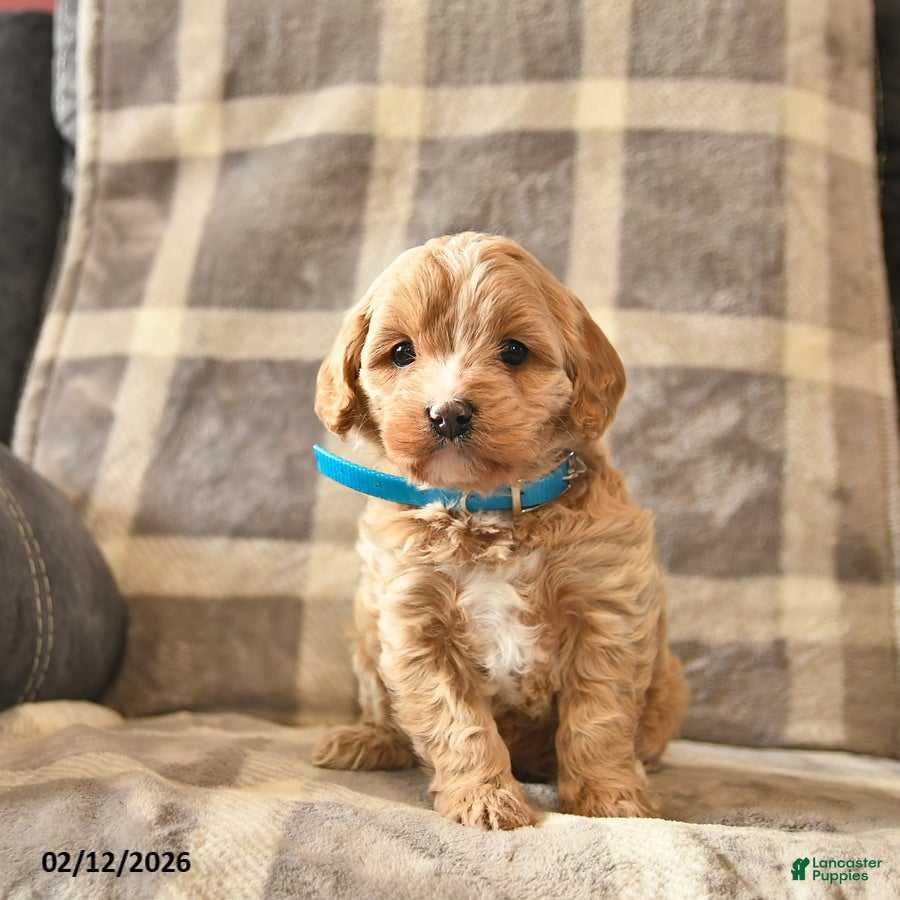 Cavapoo dogs Champ   - Ad 2