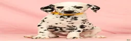 Dalmatian dogs for sale: Mandy - Ad 4