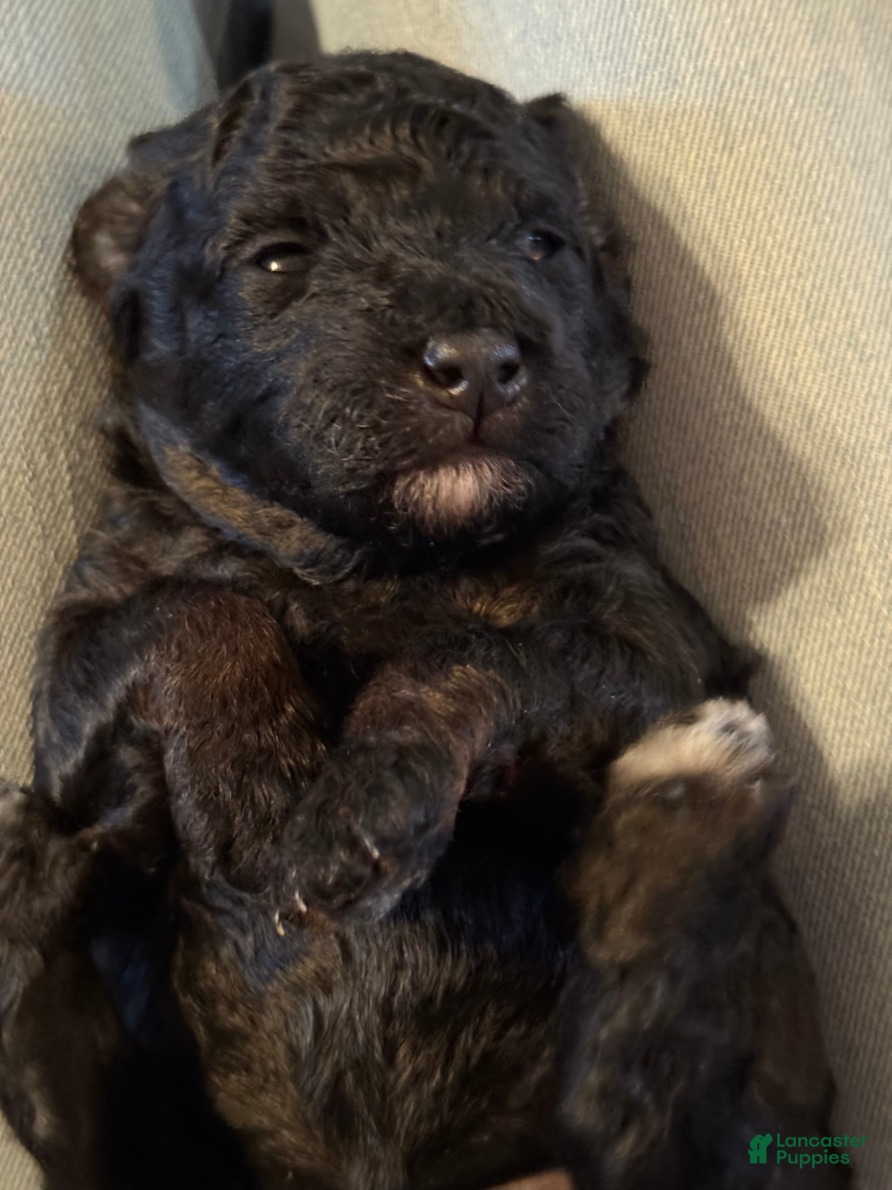 Mini Goldendoodle dogs Mini Goldendoodle Puppy 3 - Ad 8