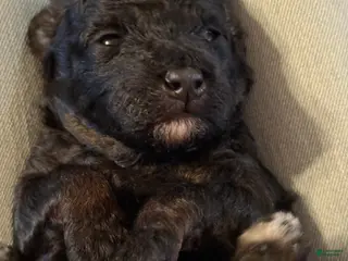 Mini Goldendoodle dogs Mini Goldendoodle Puppy 3 - Ad 8