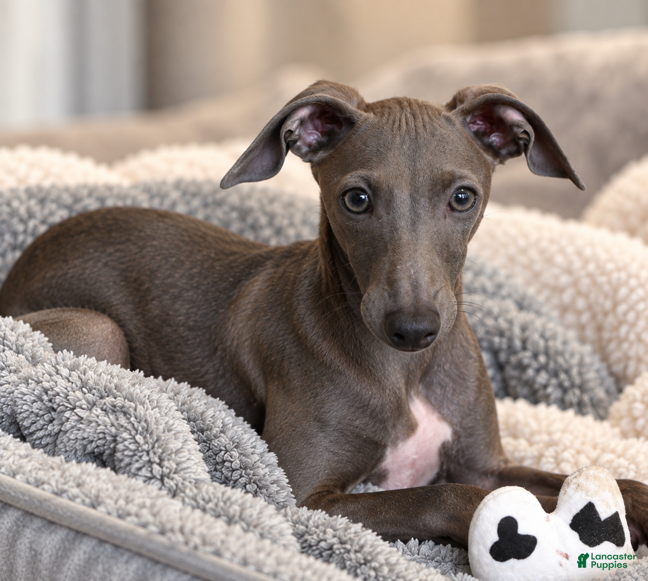 Italian Greyhound dogs for sale: Blizzy - Ad 1