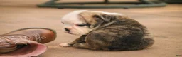 English Bulldog dogs for sale: Queen English Bulldog  - Ad 4
