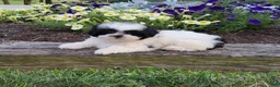 Shih Tzu dogs for sale: Teddy - Ad 4