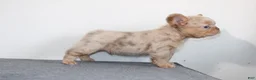 French Bulldog dogs for sale: French Bulldog 1 - Ad 6