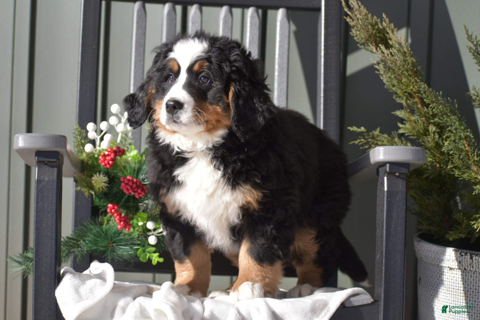 Bernese Mountain Dog dogs Caroline - Ad 2