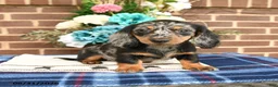 Miniature Dachshund dogs for sale: Liz  - Ad 1