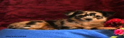 Chihuahua dogs for sale: Josie - Ad 3
