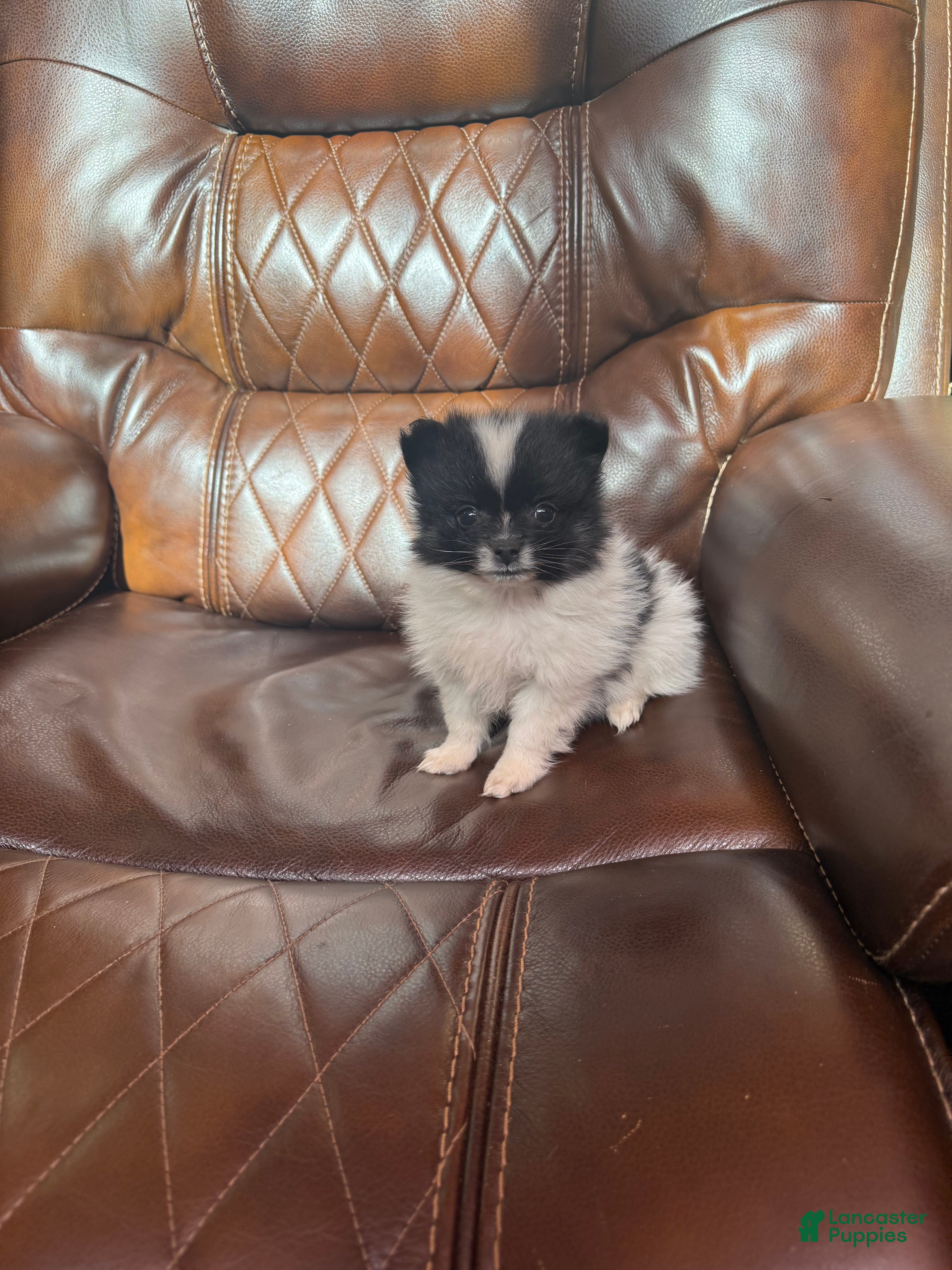 Pomeranian dogs for sale: Pomeranian 1 - Ad 3