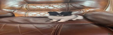 Pomeranian 1