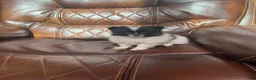 Pomeranian dogs for sale: Pomeranian 1 - Ad 1