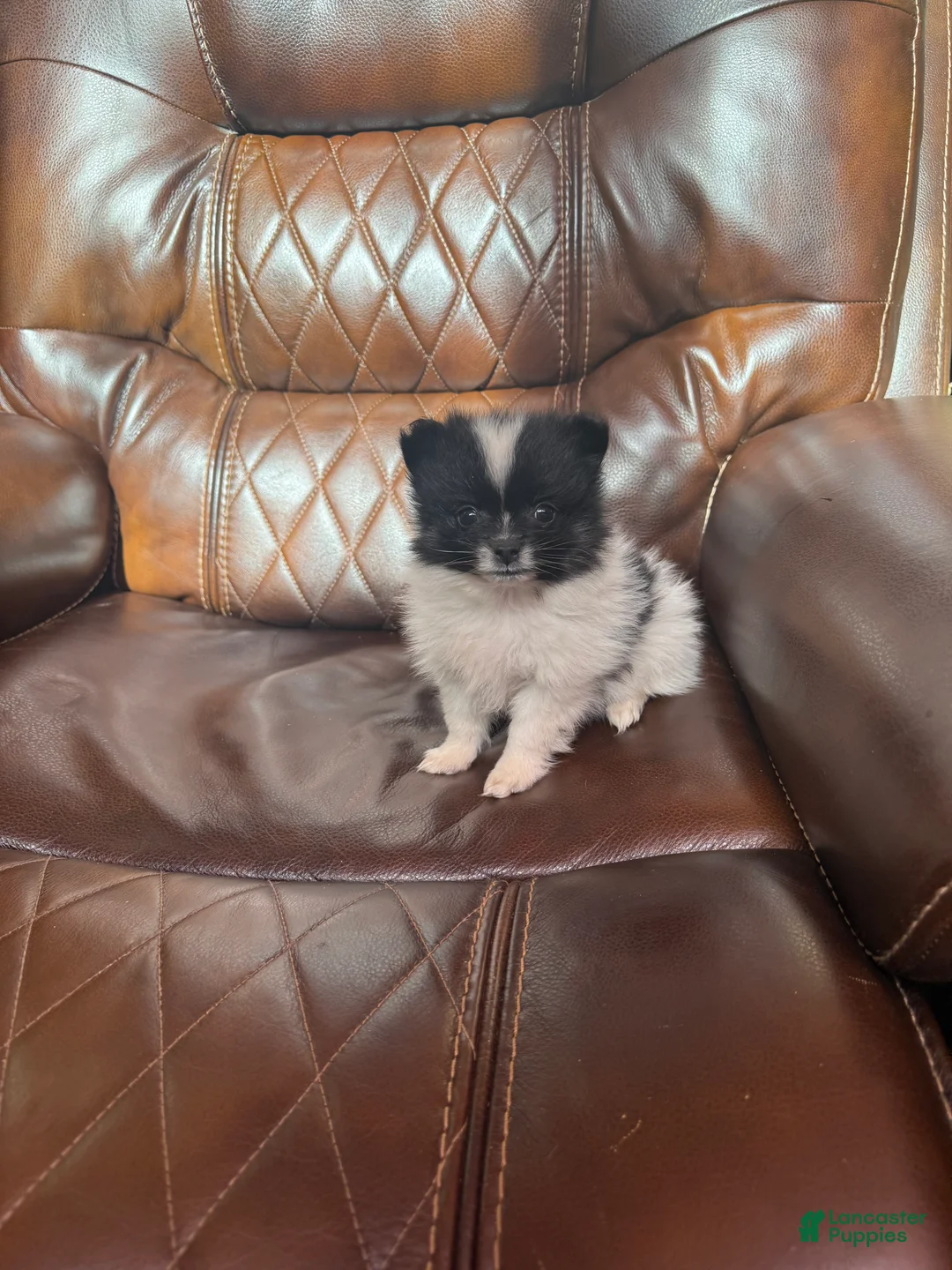 Pomeranian dogs for sale: Pomeranian 1 - Ad 1