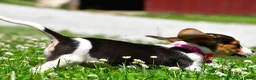 Beagle dogs for sale: Violet - Ad 7