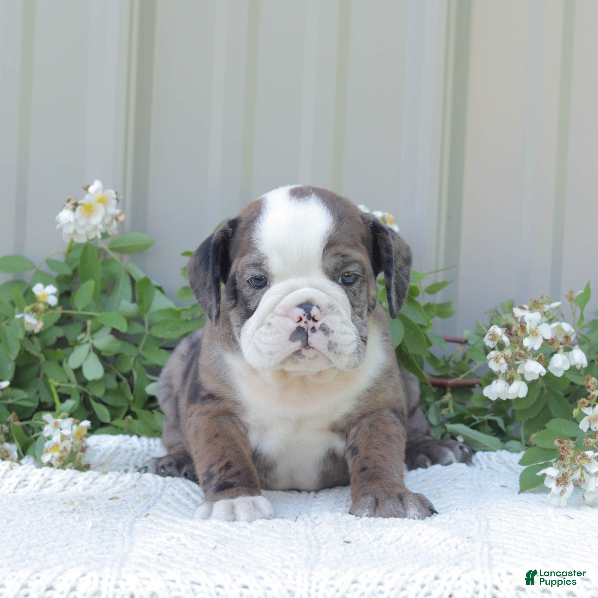 English Bulldog dogs Jet - Ad 1