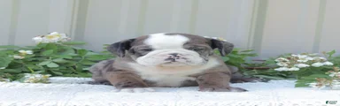 Jet
