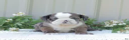 English Bulldog dogs for sale: Jet - Ad 1