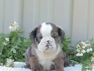 English Bulldog dogs for sale: Jet - Ad 4
