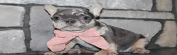 French Bulldog dogs for sale: AKC Bella - Ad 14