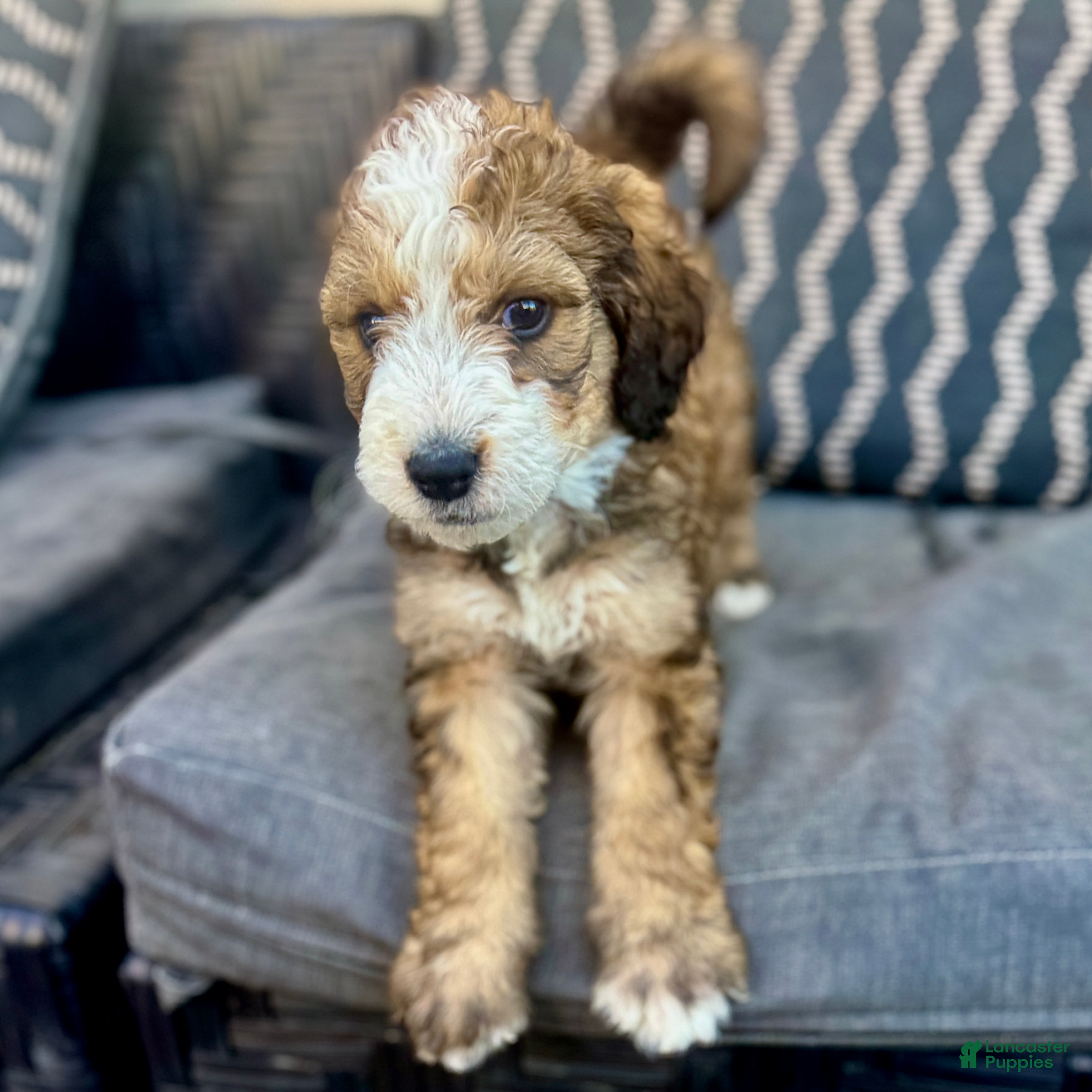 Bernedoodle dogs Poe - Ad 1